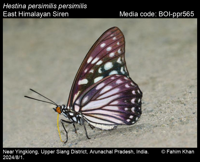 蝶 標本 特価 Hestina.nicevillei.(ssp?):♂ scarce siren 蝶 標本 特価 Hestina.nicevillei.(ssp?):♂ scarce siren
